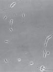 Dissociated Retinal Cell Culture