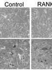 <em> In vitro </em>Biomineralization Assay