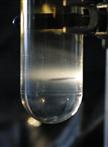 Chikungunya ELISA Protocol