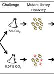 Generation and Screening of a Non-typeable Haemophilus influenzae Tn-seq Mutant Library 