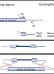 Generation of Non-typeable Haemophilus influenzae Directed Gene Deletion Mutants