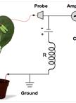 Electrical Penetration Graph Recording (Whitefly)