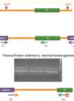 Detection of Transposable Element Insertion Site Polymorphisms by Sequence-Specific Amplification Polymorphism (SSAP)