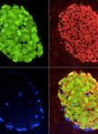 TRIPLE (Insulin, Glucagon and EGFP) Immunofluorescence Staining Protocol in Pancreas