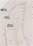 X-gal Staining on Adult Mouse Brain Sections