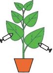 病毒诱导的基因沉默（VIGS）实验