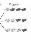 Fitness Determinations in Vesicular Stomatitis Virus