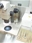Isolation and Culture of Neurospheres for the Study of Pathogenesis of Prion Disease
