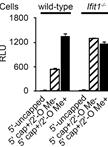 Cellular Translational Reporter Assay