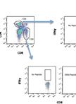 小鼠肺部的CD8和CD4 T淋巴细胞应激测定