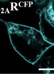 Adenosine A2A Receptor Ligand Binding Experiments by Using Real-time Single-cell FRET