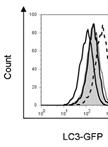 Flow Cytometric Analyses of Autophagic Activity using LC3-GFP fluorescence