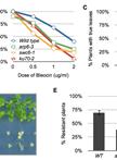DNA Damage Sensitivity Assays with Arabidopsis Seedlings