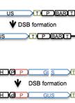 Measuring Homologous Recombination Frequency in Arabidopsis Seedlings