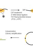 UPF1蛋白单核苷酸分离紫外线交联和免疫沉淀(iCLIP)