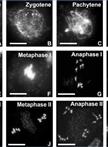 Protocol for the Preparation of Arabidopsis Meiotic Chromosome Spreads and Fluorescent in situ Hybridization