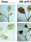 Histochemical Detection of Superoxide and H<sub>2</sub>O<sub>2</sub> Accumulation in <em>Brassica juncea</em> Seedlings