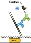 夹心酶联免疫吸附实验（ELISA）分析植物细胞壁中的糖链连接