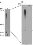 Extraction and Quantification of Poly P, Poly P Analysis by Urea-PAGE