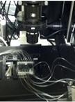 Microfluidic-based Time-kill Kinetic Assay