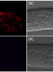 Immunofluorescence Labeling of Pollen Tubes