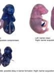 Barrier Function Assay