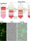 Preparation of Parasite Protein Extracts and Western Blot Analysis