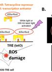 Novel Method for Site-specific Induction of Oxidative DNA Damage to Study Recruitment of Repair Proteins to Heterochromatin and Euchromatin