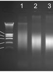 ChIP-Seq in <em>Candida albicans</em>