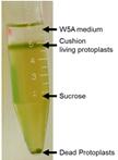 Protoplast Preparation and Determination of Cell Death
