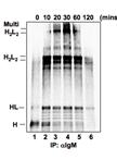 Pulse Chase of Suspension Cells