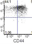 Murine in vitro Memory T Cell Differentiation