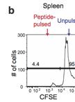 Murine in vivo CD8+ T Cell Killing Assay