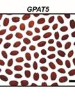 Seed Coat Permeability Test: Tetrazolium Penetration Assay