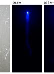 Autoradiography of Pi Distribution in Barley Seedlings