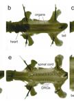 Open-book Preparations from Chick Embryos and DiI Labeling of Commissural Axons
