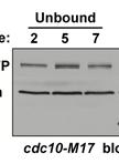 Chromatin Fractionation Assay in Fission Yeast