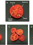 Isolation of Tomato Fruit Chromoplasts and Determination of ATP Levels