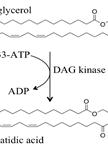 Quantitative Analysis of Cellular Diacylglycerol Content