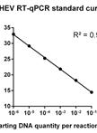 Infectious Virus Yield Assay for Hepatitis E Virus