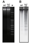 DNA Fragmentation Analysis