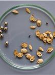 Quantifying Fruit Dehiscence Using the Random Impact Test (RIT)