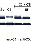 Enzymatic Reactions and Detection of C3 Cleavage Fragments