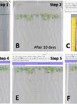 Salinity Assay in Arabidopsis
