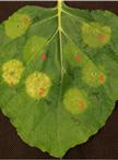SGR-based Reporter to Assay Plant Transcription Factor-promoter Interactions