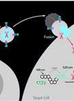 HIV-1 Fusion Assay 