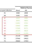 VZV Replication Assays