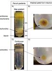 Isolation of Mitochondria from Potato Tubers