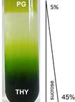 Gradient Flotation Centrifugation of Chloroplast Membranes