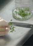 Axenic Culture of Sclerotinia sclerotiorum and Preparation of Sclerotinia Culture Filtrate Elicitor 1 (SCFE1)-containing Fractions, Triggering Immune Responses in Arabidopsis thaliana
